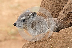 Rock Hyrax photo