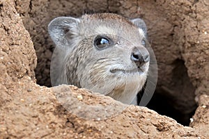 Rock Hyrax photo