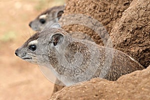 Rock Hyrax photo