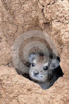 Rock Hyrax photo