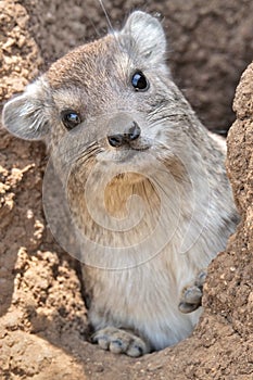 Rock Hyrax photo