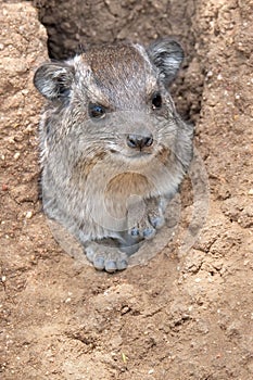 Rock Hyrax photo