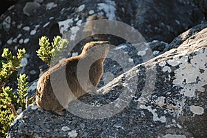 Rock hyraxes basking in the sun