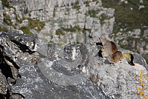 Rock hyraxes basking in the sun