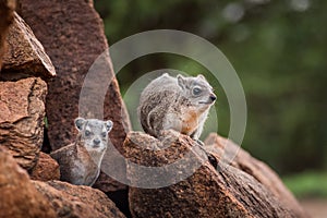 Rock Hyraxes in the wild in Tsavo East National park, Kenya, Africa - Rock Hyrax