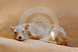 Rock Hyray on stone in rocky mountain. Wildlife scene from nature. Face portrait of hyrax, big ears. Rock Hyrax, Procavia capensi