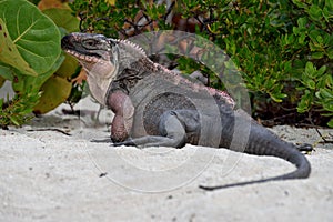 Rock Iguana