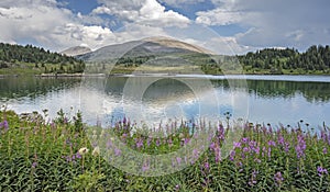 Rock Isle Lake with Fireweed in Sunshine Meadow