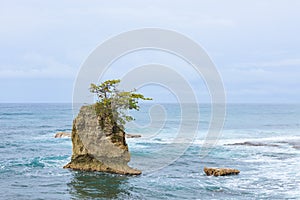 Rock islet and tree on top