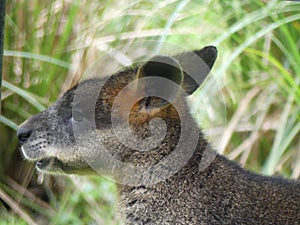 Rock kangaroo head, Healesville, Victoria, Australia