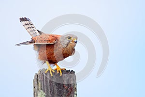 Rock Kestrel