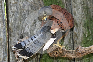 Rock Kestrel