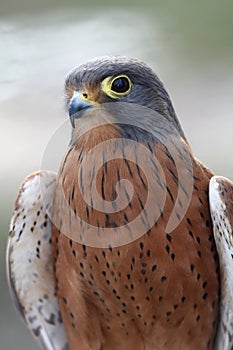 Rock Kestrel Bird