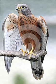 Rock Kestrel Bird