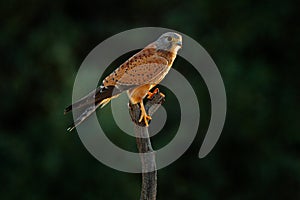 Rock kestrel, Falco rupicolus, sitting on the tree branch with blue sky, Kgalagadi, Botswana, Africa. Bird of prey in the nature
