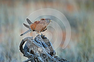 Rock kestrel, Falco rupicolus, sitting on the tree branch with blue sky, Kgalagadi, Botswana, Africa. Bird of prey in the nature