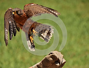 Rock kestrel Falcon