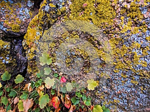 Rock, Lichen, Leaves