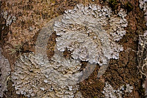 Rock, lichen and moss texture and background. Mossy stone background. Abstract texture and background for designers.