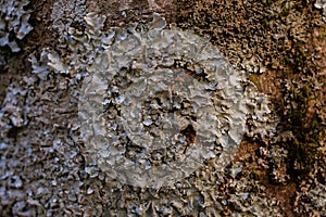 Rock, lichen and moss texture and background. Mossy stone background. Abstract texture and background for designers.