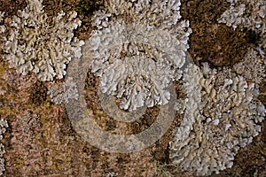 Rock, lichen and moss texture and background. Mossy stone background. Abstract texture and background for designers.