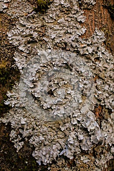 Rock, lichen and moss texture and background. Mossy stone background. Abstract texture and background for designers.