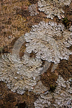 Rock, lichen and moss texture and background. Mossy stone background. Abstract texture and background for designers.