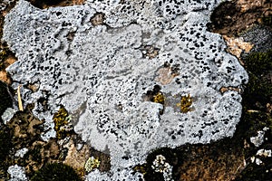 Rock Lichens