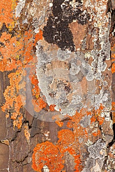 Rock Lichens Background Pattern