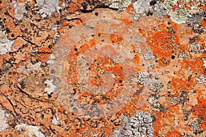 Rock Lichens Background Pattern
