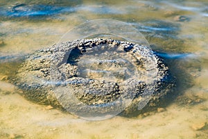 These rock like structures stromatolites on the edge of Lake Thetis are built by micro organisms too small for the human eye to