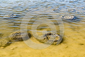 These rock like structures stromatolites on the edge of Lake Thetis are built by micro organisms too small for the human eye to