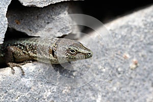 Rock Lizard looking out