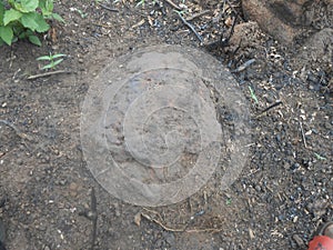 Rock on a loamy soil photo