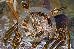 Rock lobster