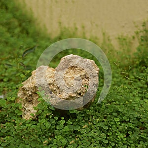Rock in the grass two