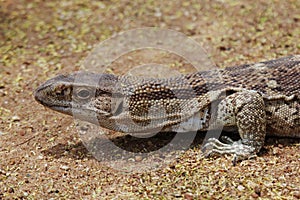 Rock Monitor