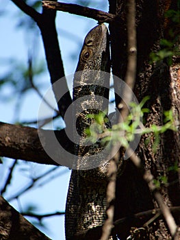 Rock monitor