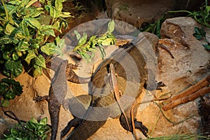 Rock monitor and giant plated lizard