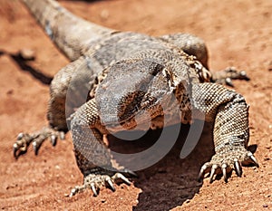 Rock monitor lizard