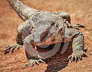 Rock monitor lizard