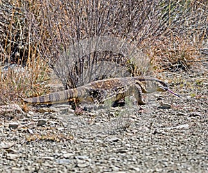 Rock Monitor