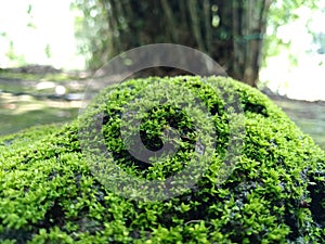 Rock moss plant with a million benefits