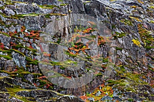 Rock, mountain slope covered with vegetation, moss, lichen in the tundra. Kola Peninsula, Russia