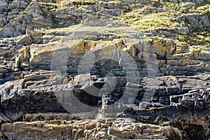 Rock mountains textures with a flowers