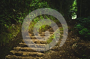 Rock and mud stairs going to the light in a forest near Honolulu, US