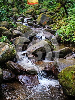 rock in the natural forest river