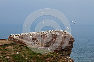 Rock at the north sea with many birds