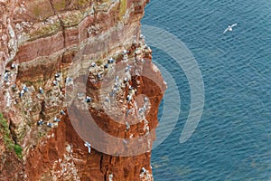 Rock at the north sea with many birds horizontal