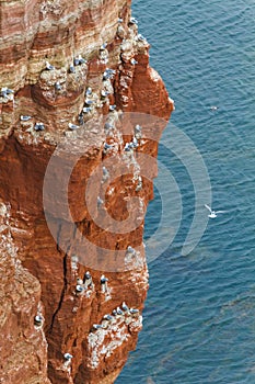 Rock at the north sea with many birds vertical